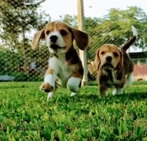 Cachorros Beagle Tricolor 100% Puros 