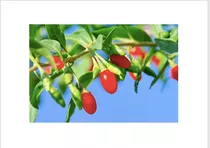 Semillas Seleccionadas De Goji Alto En Antioxidantes