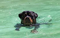 Rottweiler Cachorros De Verdad,podes Venir Y Elegir 