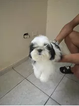 Cachorros Shihtzu 