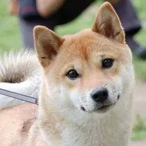 Shiba Inu Filhote Com Ou Sem Pedigree