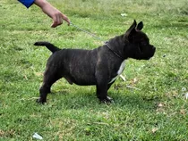 Cachorros American Bully Micro Exóticos 