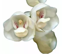 Orquídea Peristeria Elata Pomba Espírito Santo Orquídea Rara