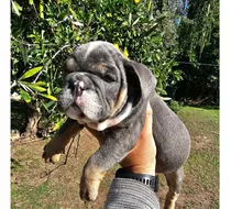 Bulldog Ingles Exotico Cachorra Hembra Lilac Tri