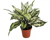 Planta Exotica Aglaonema Blanca + Regalo