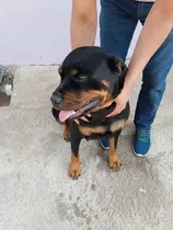 Rottweiler Filhotes Vacinados E Vermifugados Com Pedigree 