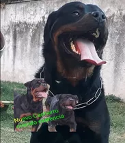 Rottweiler De Primera Línea A Cachorros