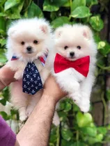 Cachorros Pomerania Macho Y Hembra Cara De Oso.