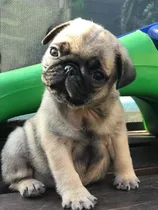 Pug Carlino Hembras Pedegree Fca Vacunadas Reserva