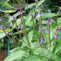 20 Semis De Verbena Officinalis Medicinal 