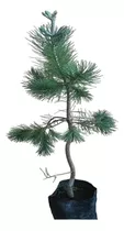 Arbol Pino Piñonero Pinus Pinea 