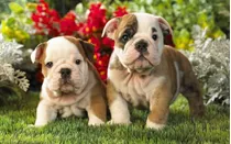 Cachorro Bulldog Ingles 06