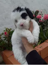 Hermoso Poodle