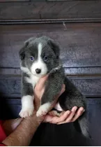 Border Collie  Blue