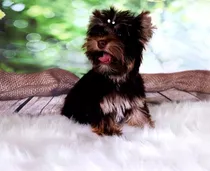 Cachorro Yorkie Perro Yorkshire Terrier Cachorrito Yorkie