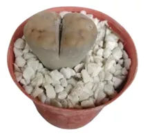 Lithops De Colección - Cactus Piedra 