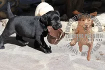 Cachorros Labrador Negros De Campo, Sanos, Tarjetas, Garant.