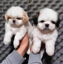 Shihtzu Miniaturas Puros 350  