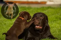 Cachorros Labrador Chocolate Hembras Y Machos, 100% Puros