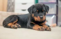 Cachorro Rottweiler 05