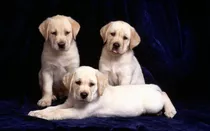 Mis Hermosas Cachorras Labrador Garantia Escrita