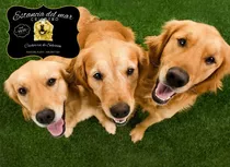 Veni A Conocer Nuestros Cachorros Golden Retriever Puros