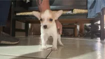 Cachorros Chihuahuas