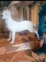 Dogos Argentinos Inscritos En  Kennel Club De Chile