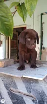 Cachorros Labrador Retriever Chocolate Y Arena Dodley 