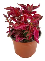 Planta Amaranto (iresine Rojo)
