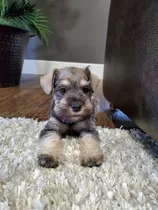 Cachorros Schnauzer Miniatura Padres Importados