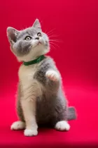 Filhote De Gato British Shorthair Bicolor - Miau British