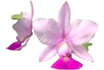Orquídea Catlleya Walkeriana Tokio X Feitiço De Goias - T-3
