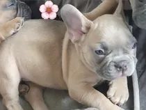 Lindos Cachorros De Bulldog Francés Disponibles Ahora