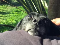 Guardería Para Mascotas - Pensionado Canino.