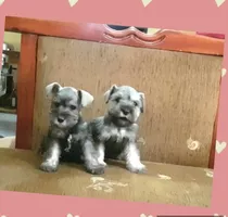 Hermosa Schnauzer Mini  Los Auténticos Toy