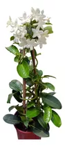  Jazmín De Madagascar Stephanotis 130cm