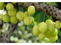 350 Sementes Fruta Amla Groselha Indiana Phyllanthus Emblica