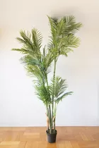 Palmera Areca, Planta Decorativa 