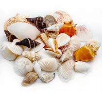 Conchas Marinhas Naturais Diversas Mar Mix Decorativas 360g