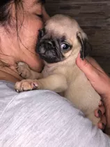 Pug Carlinos