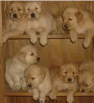 Cachorros Golden Retriever 10