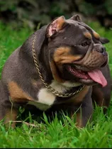 Cachorros American Bully 