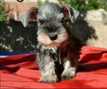 Schnauzer Sal Pimienta 200 Por C/u