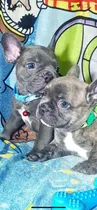 Cachorros Bulldog Francés Blue 