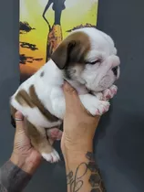 Cachorros Por Nacer El 15 De Febrero Hijos De Blacktree 