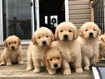 Golden Retriever Con Registro Cpri. Chip Y Tatuaje 