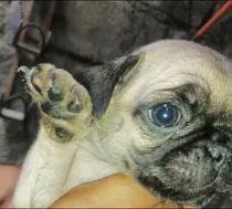 Pug Cachorros