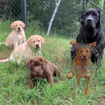 Cachorros 100% Puros Criadero Golden Retriever Argentina