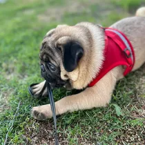 Cachorro Pug Carlino Cinco Meses Apricot 